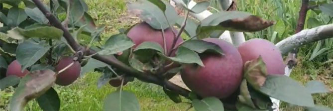 Описание сорта яблони Орлик, отзывы садоводов, фото4