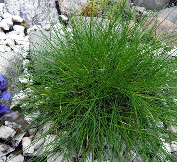 Лучшие растения для альпийской горки – цветы, многолетники, хвойные97