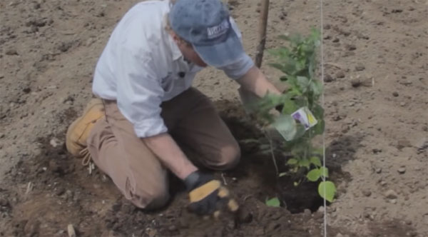 Посадка малины: как правильно посадить15