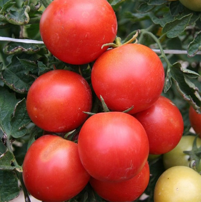 Описание сорта помидор Уайт Филлер — урожайность, другие характеристики, отзывы, фото2