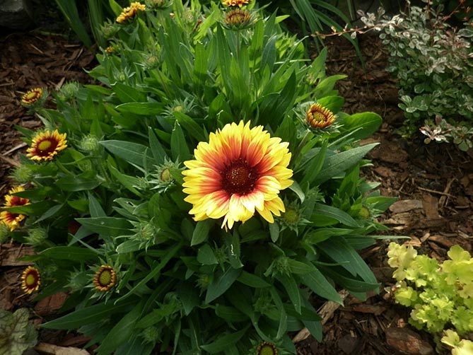 Многолетний цветок гайлардия – посадка и уход, выращивание рассады из семян, 45 сортов