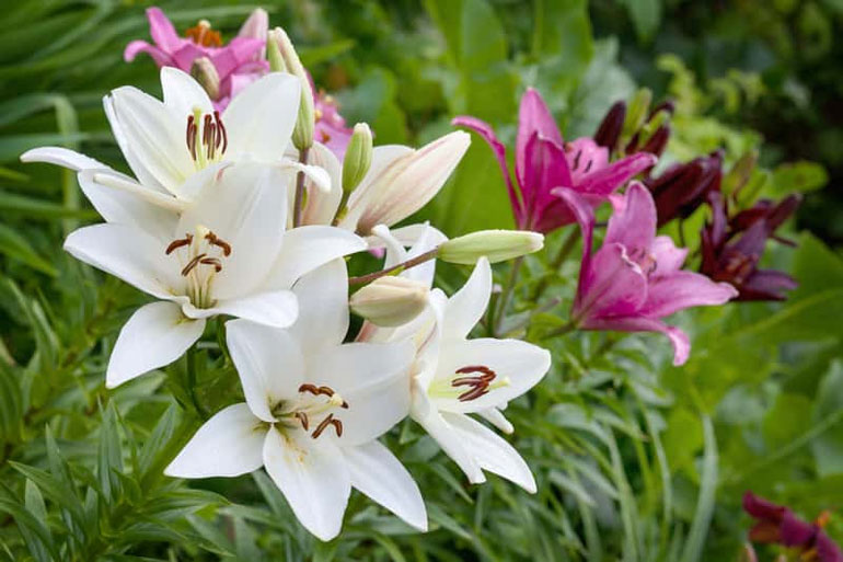 Цветы лилии садовой – посадка и уход, размножение0