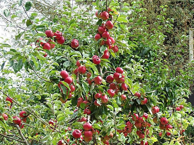Описание популярной яблони Медуница: характеристика сорта, особенности роста
