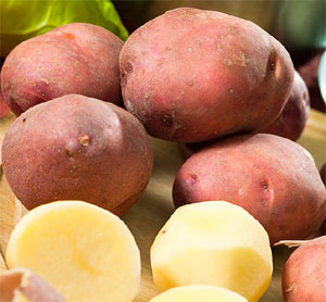 Описание лучших сортов картофеля для средней полосы России: самые урожайные и вкусные11