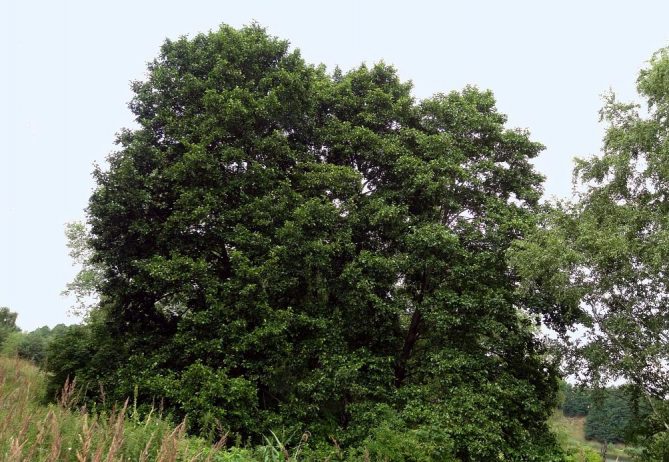 Ольха — описание и фото дерева, листьев, шишек8