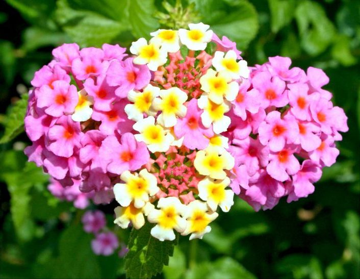 Вербена — фото цветов при посадке на рассаду2