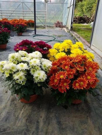 Многолетние хризантемы — сорта, фото6