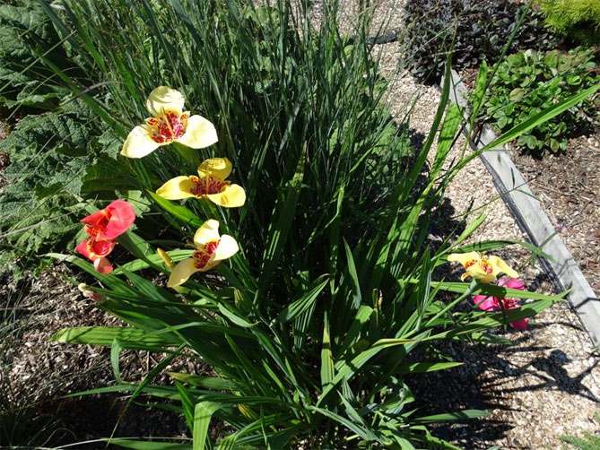 Тигридия павлинья цветочная: посадка, выращивание и уход в открытом грунте, сорта, фото20