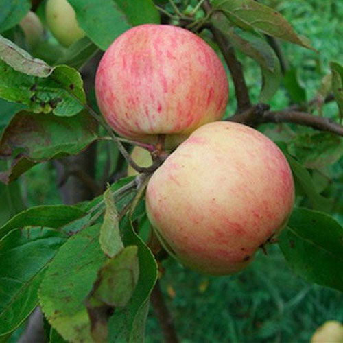 Описание сорта яблони Грушовка Московская: урожайность, морозостойкость, засухоустойчивость3