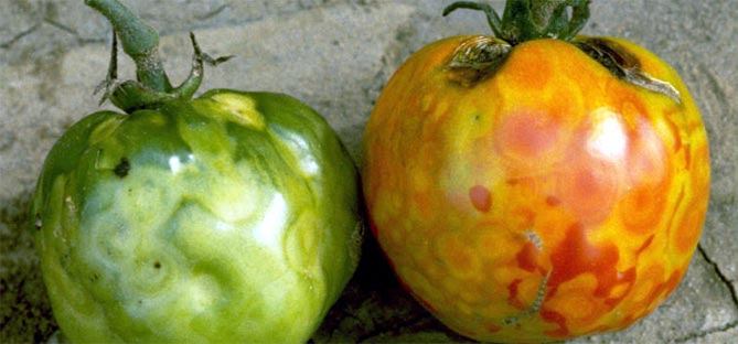 Болезни и вредители томатов: фото и описание, профилактика и лечение32