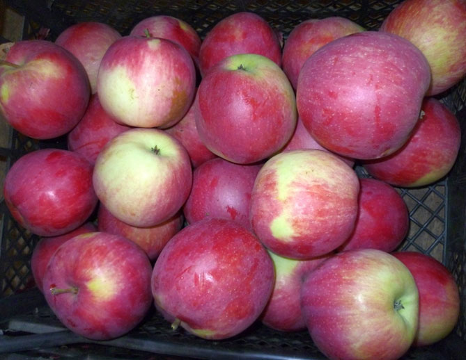 Описание сорта яблок Слава победителям: урожайность, фото, отзывы1