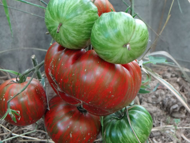 Характеристика сорта Полосатый шоколад — описание томатов, отзывы, фото2