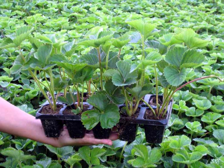 Посадка и выращивание клубники из семян: технология ухода в домашних условиях10
