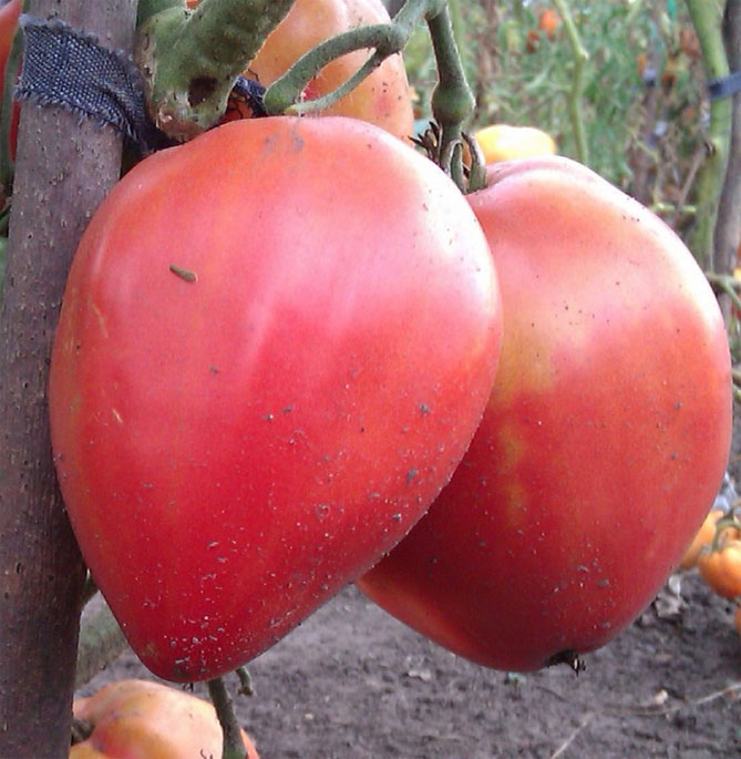Описание сорта томатов крупноплодных Батяня: характеристика плодов, технология выращивания3