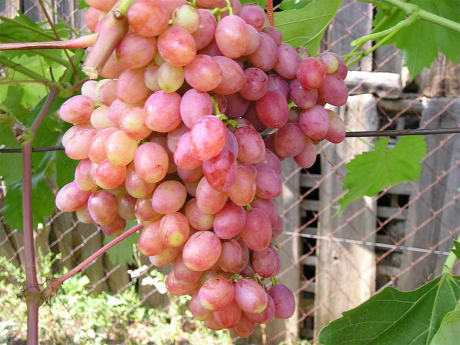 Лучистый Кишмиш — описание сорта винограда, отзывы3