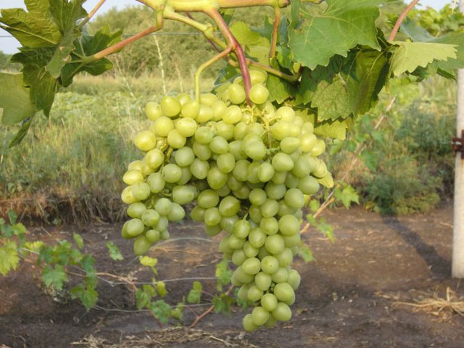 Описание сорта винограда Аркадия: морозостойкость, урожайность, отзывы3