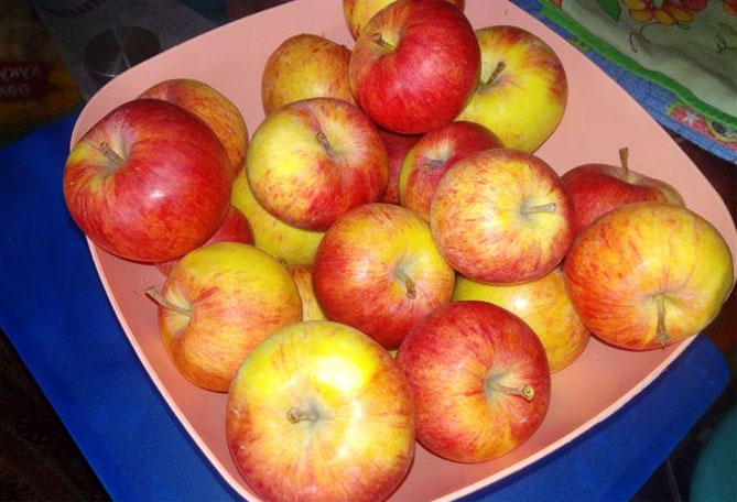Описание сорта яблони Уэлси: урожайность, морозостойкость, фото, отзывы4