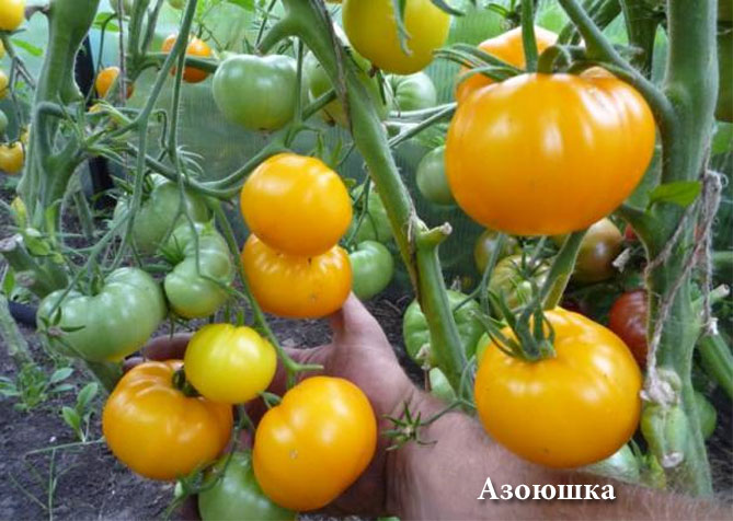 Лучшие сорта томатов на 2019 год, отзывы, фото8