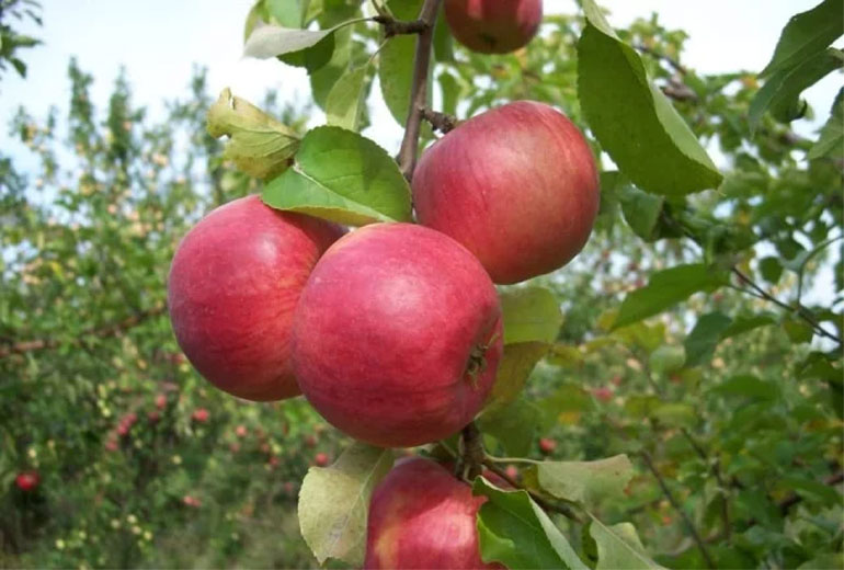 Сорт яблони Жигулевское — описание, морозостойкость, урожайность, фото и отзывы0