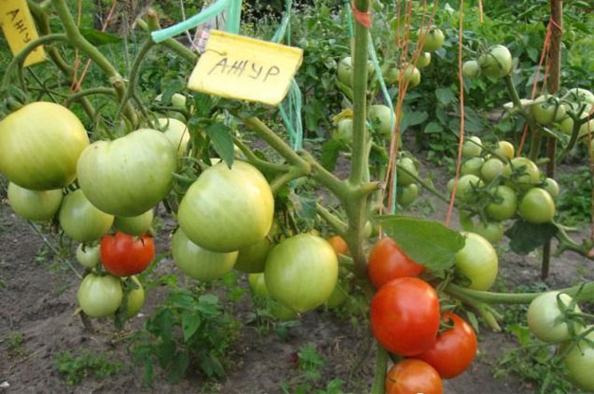 Прищипка и прищипка помидоров в теплице пошагово — схема, фото12