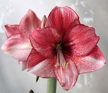 Цветок гиппеаструм – уход в домашних условиях, сорта с фото7