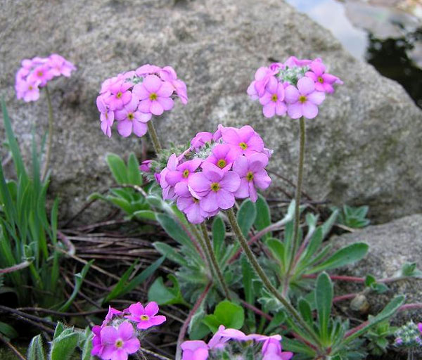 Лучшие растения для альпийской горки – цветы, многолетники, хвойные70