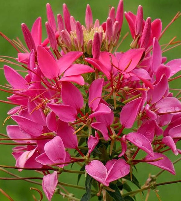 Цветок клеома — описание, посадка и уход, фото сортов15