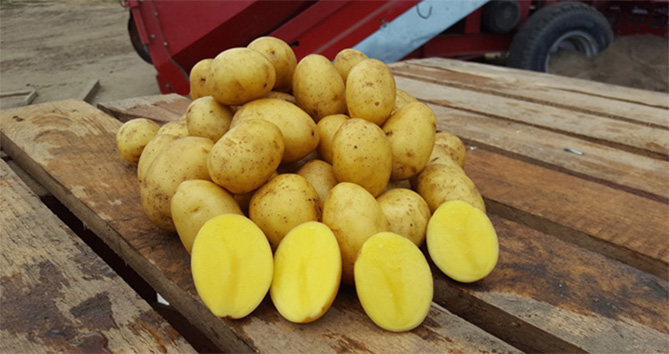 Сорт картофеля Гала - характеристика, описание, вкус, отзывы2