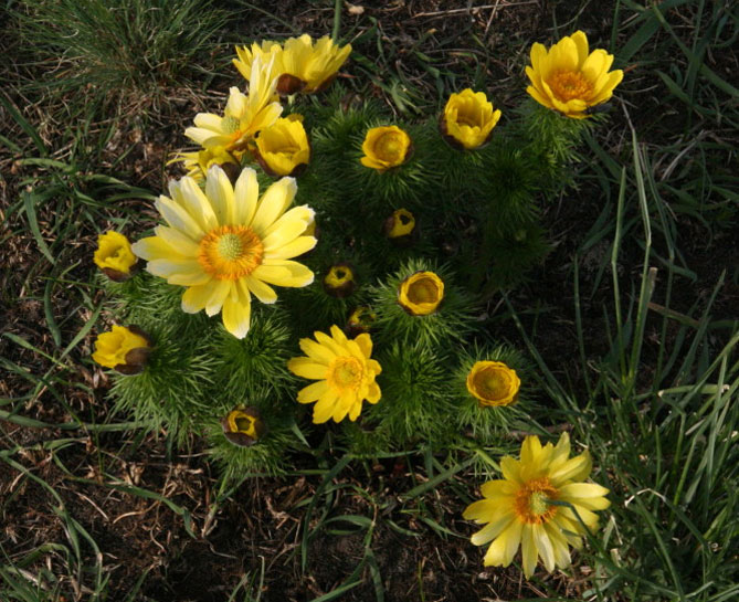 Лучшие растения для альпийской горки – цветы, многолетники, хвойные46