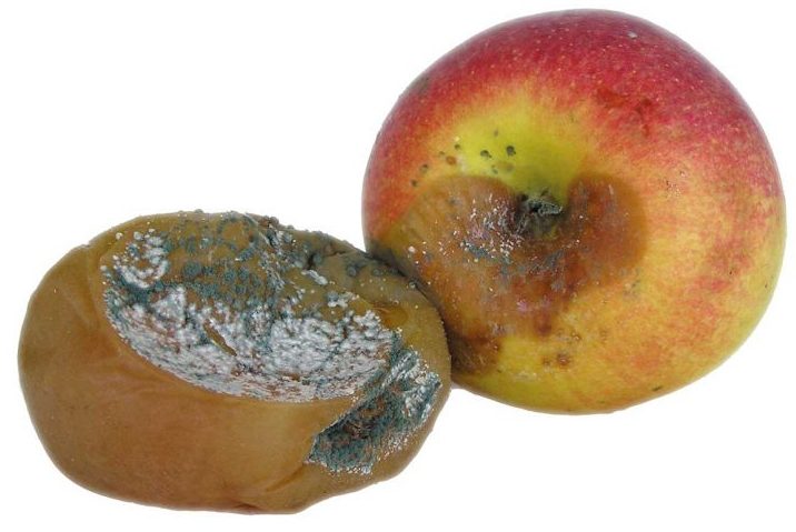 Условия и температура хранения яблок зимой в домашних условиях6