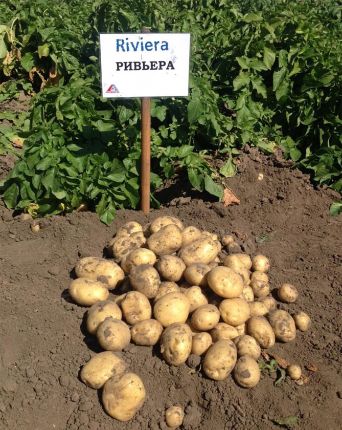 Сорт картофеля Ривьера: характеристика, описание и отзывы, вкусовые качества, агротехника, фото1