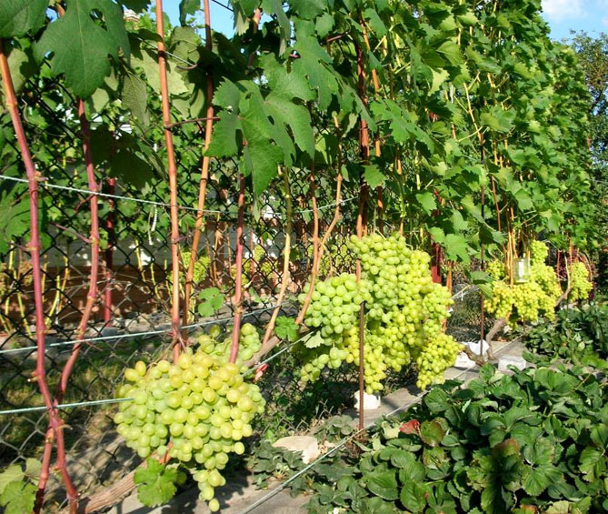 Сорт винограда Лаура — описание и характеристики, морозостойкость, урожайность, отзывы5