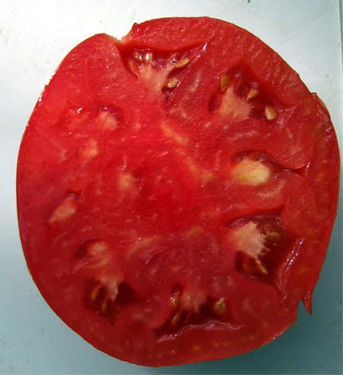 Особенности томатного секрета Бабушкин: урожайность, плюсы и минусы, отзывы и фото