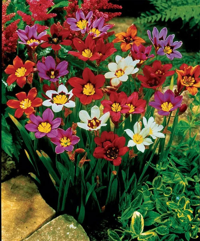 Цветы спараксиса: посадка, выращивание и уход в открытом грунте, фото в саду, сорта23