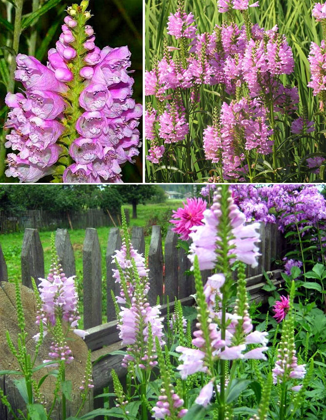 Описание многолетних садовых цветов давать с названиями и фото22