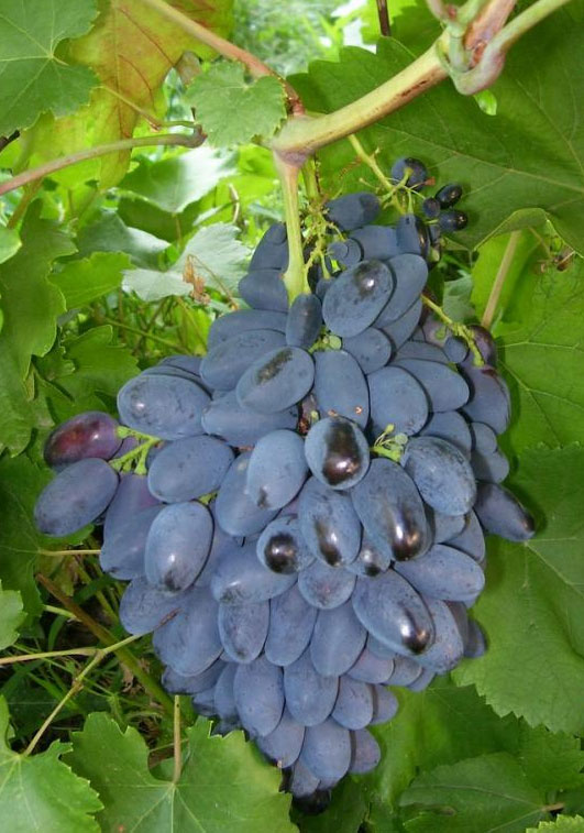Виноград Кодрянка: характеристика и описание сорта, морозостойкость, урожайность, отзывы4