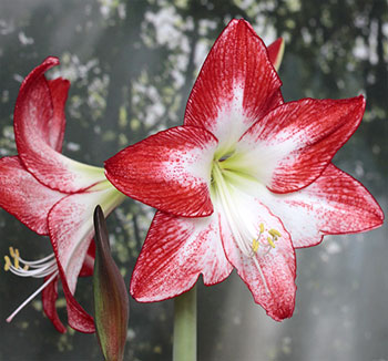 Цветок гиппеаструм – уход в домашних условиях, сорта с фото32