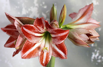 Цветок гиппеаструм – уход в домашних условиях, сорта с фото10