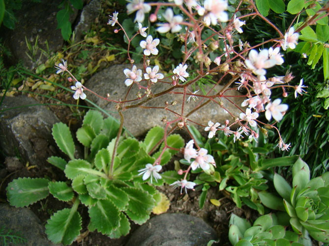 Цветок камнеломка – посадка и уход в открытом грунте, описание сортов, фото27