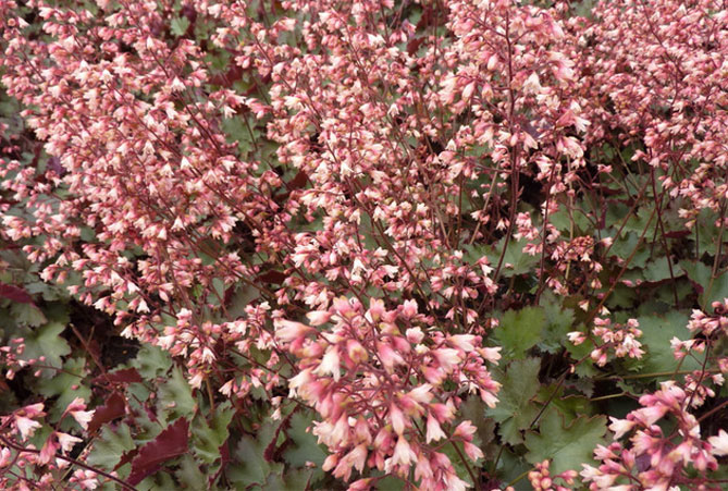 Цветок гейхера – посадка, уход в открытом грунте, фото в ландшафтном дизайне8