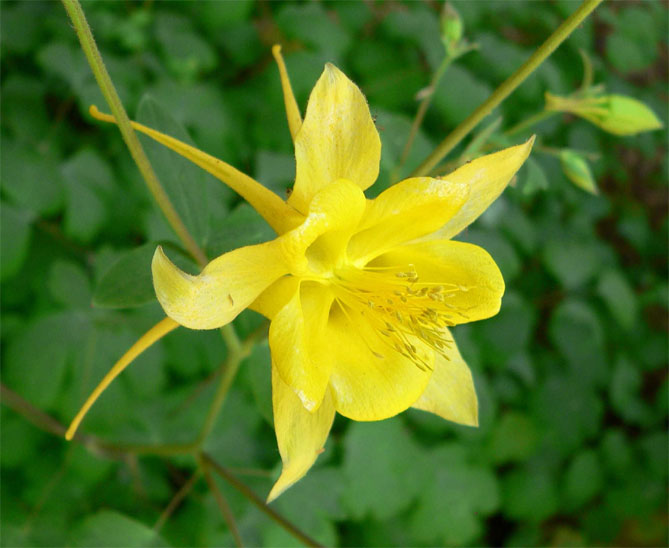 Цветок аквилегия – посадка из семян, уход в открытом грунте, фото сортов19