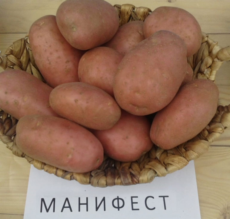 Картофель Манифест — описание сорта, отзывы, фото0