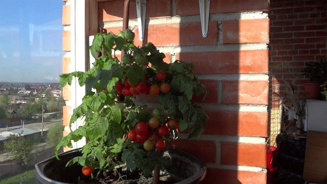 Сорт помидор Балконное чудо — описание и фото, отзывы15