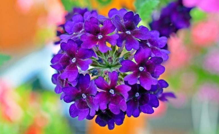 Вербена — фото цветов, когда сажать на рассаду0