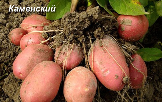 Описание лучших сортов картофеля для средней полосы России: самые урожайные и вкусные5