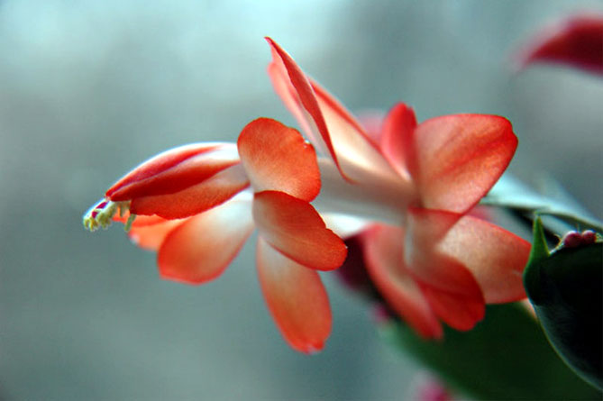 Комнатный цветок Шлюмбергера (декабрист) – уход в домашних условиях, пересадка, фото8