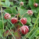 Ремонтантная садовая земляника Остара: обильное плодоношение летом и осенью