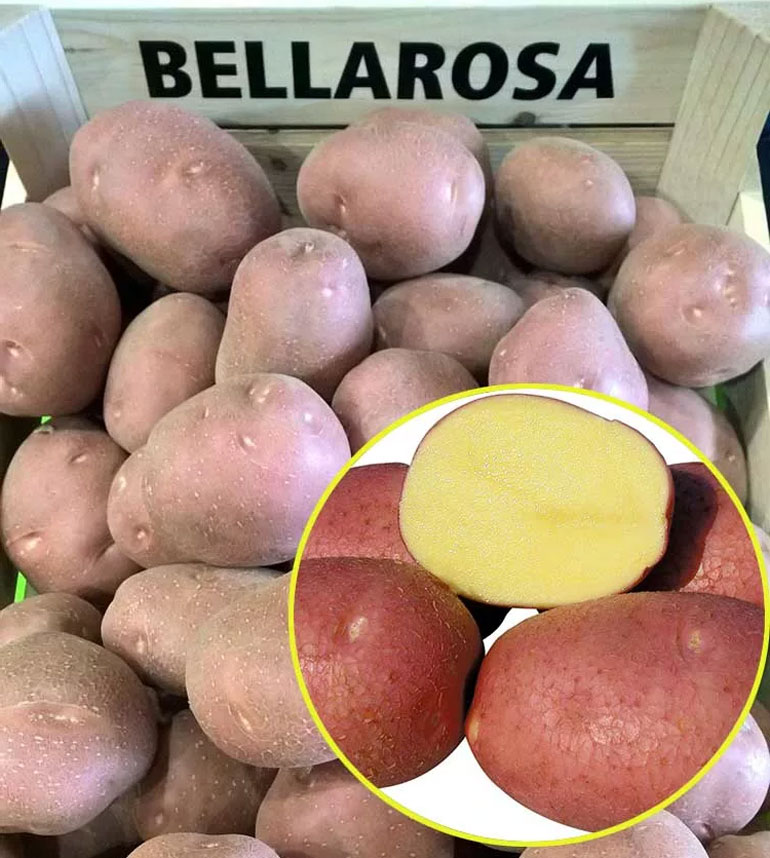 Сорт картофеля Беллароза – характеристика и описание, отзывы, вкусовыекачества