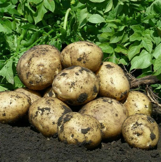 Ультраранний и ранний картофель: сорта с фото и описанием, отзывы14