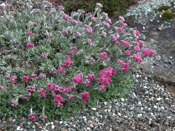 Лучшие растения для альпийской горки – цветы, многолетники, хвойные14